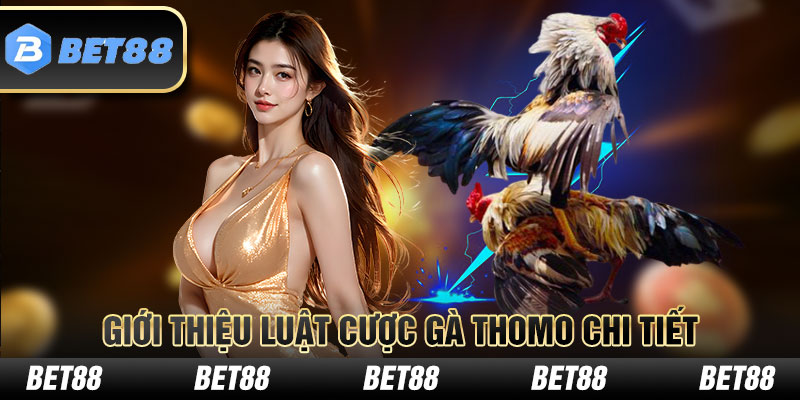 Giới thiệu luật cược gà Thomo chi tiết